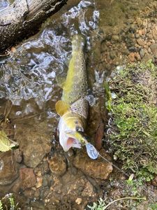 Brown Trout