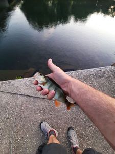 European Perch