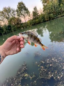 European Perch