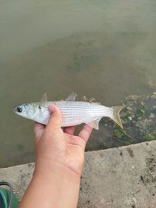 Thicklip Grey Mullet