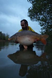 Mirror Carp