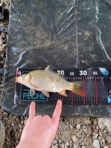 Crucian Carp