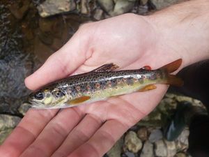 Brown Trout