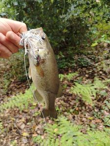 Largemouth Bass