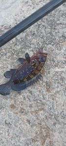 Brown Grouper (Dusky)