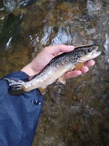 Brown Trout