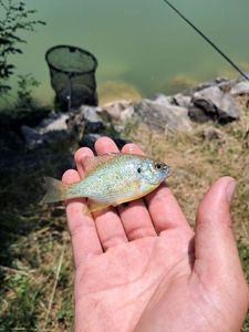 Green Sunfish