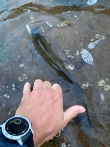 Barbel