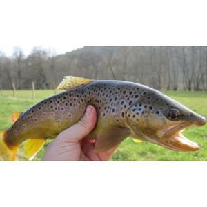 Brown Trout