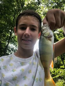 European Perch