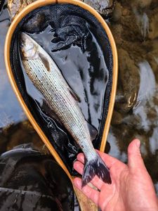 Grayling