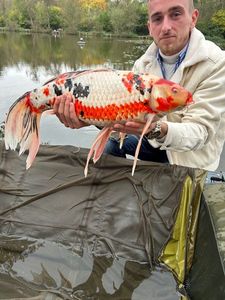 Koï Fish
