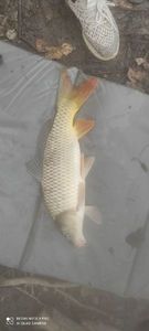 Common Carp