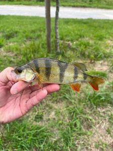 European Perch