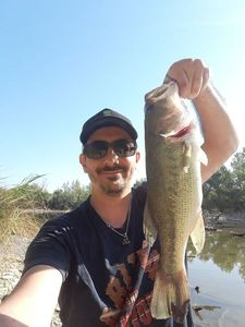 Largemouth Bass