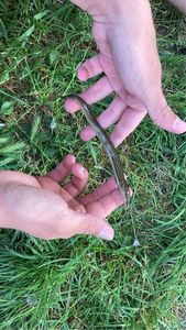 European Eel (Common Eel)