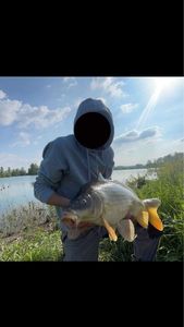 Common Carp