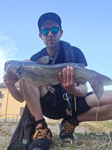 Channel Catfish