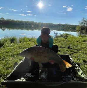 Common Carp