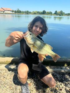 Largemouth Bass