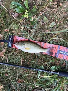 Largemouth Bass
