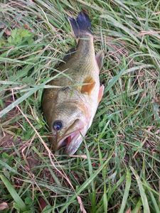Smallmouth Bass