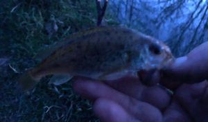 Ruffe
