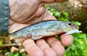 Gudgeon