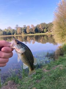 Largemouth Bass
