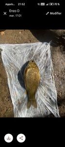 Crucian Carp