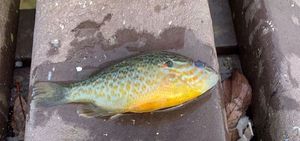 Green Sunfish
