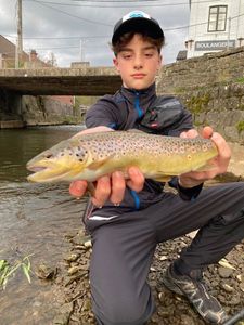 Brown Trout