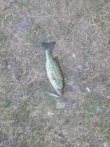 Largemouth Bass