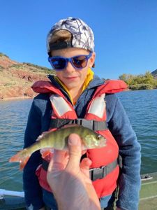 European Perch