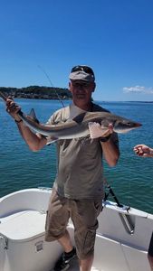 Starry Smooth-Hound