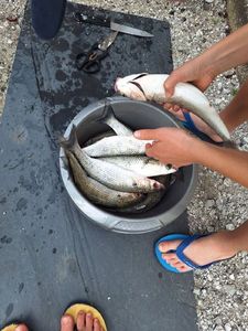 Thicklip Grey Mullet