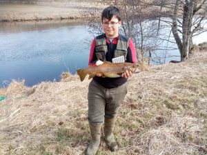 Brown Trout