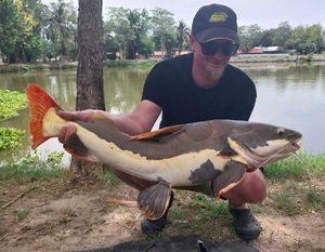 Redtail Catfish (Pirarara)