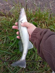 Zander
