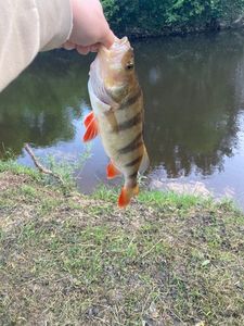 European Perch