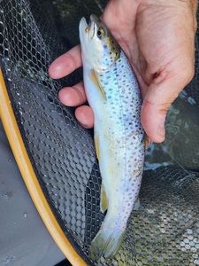 Brown Trout