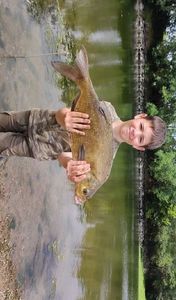 Common Bream