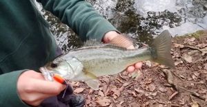 Largemouth Bass