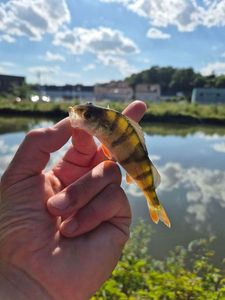 European Perch