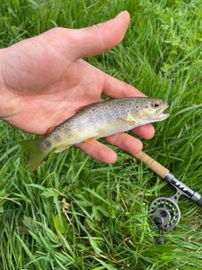Brown Trout