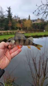 European Perch