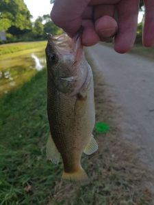 Largemouth Bass