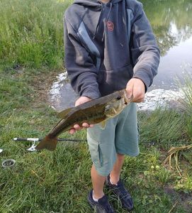 Largemouth Bass