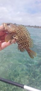 Brown Grouper (Dusky)