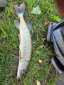 Northern Pike